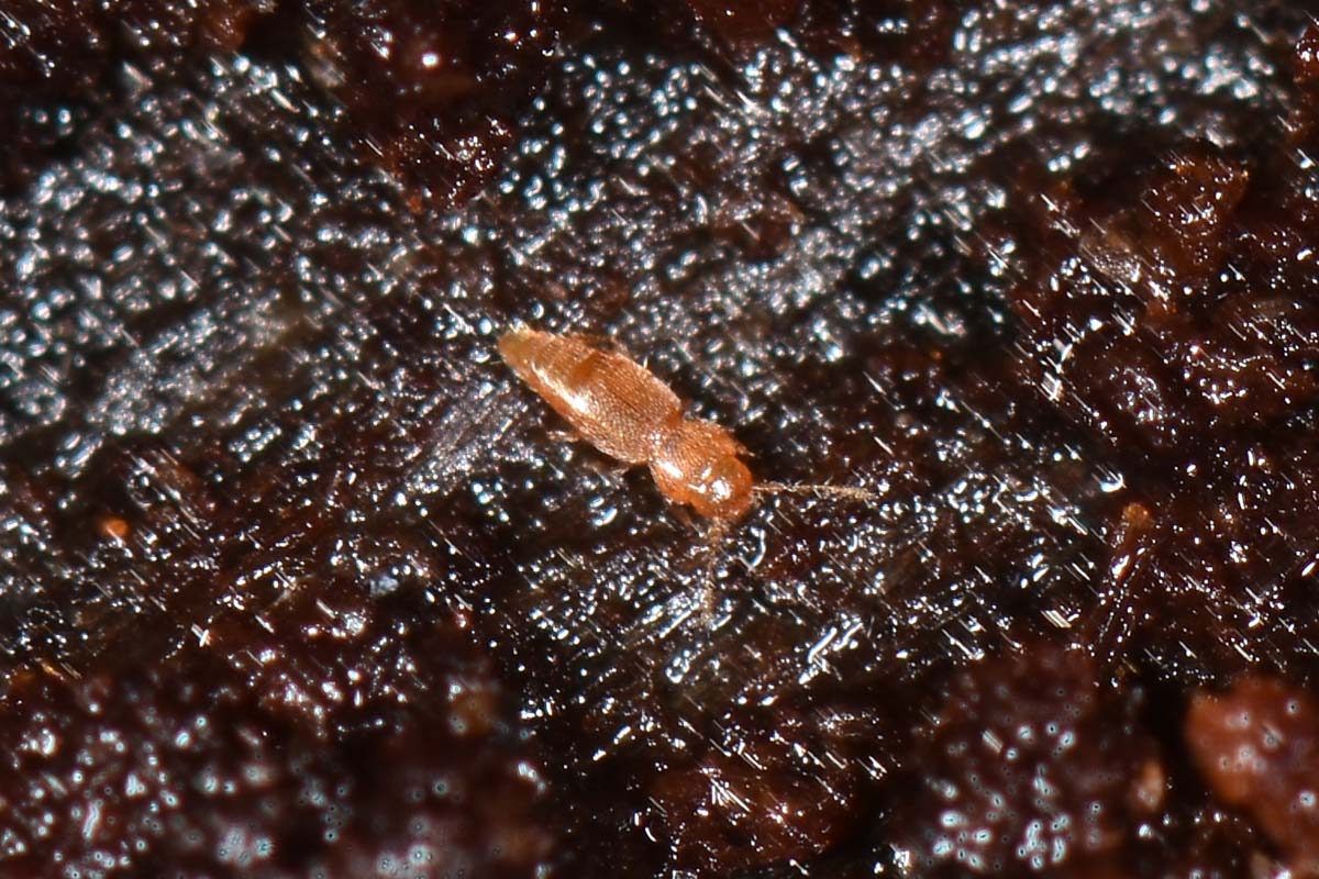 Ptiliidae:  Ptinella sp?